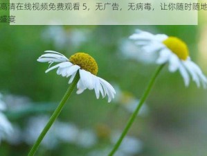 野花高清在线视频免费观看 5，无广告，无病毒，让你随时随地享受视觉盛宴