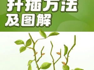 72 种 45 分钟扦插方式嘉善圈，让你的植物快速生根