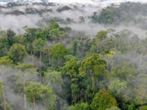 东南亚 10-12 仙踪林的旅游景点，带你走进热带雨林，探索神秘自然