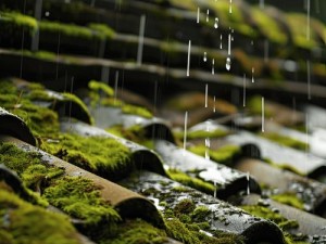 感觉春雨回答，填得很满的雨前龙井