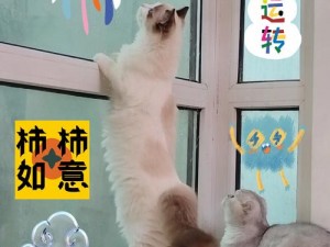 猫婆婆的幸福公寓：深度体验猫咪世界的乐趣与温馨简介