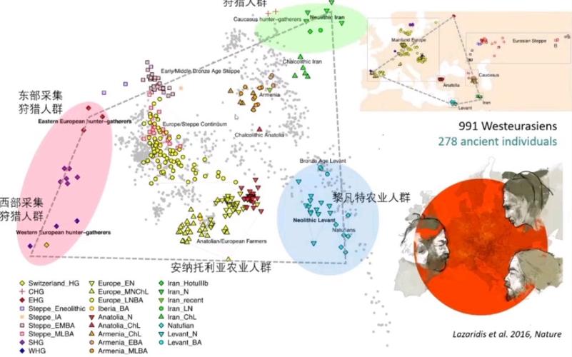 通过对比欧洲人与亚洲人的 DNA，我们可以发现哪些差异和相似之处