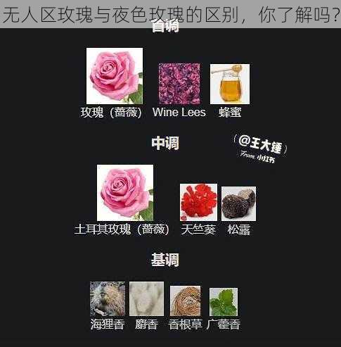 无人区玫瑰与夜色玫瑰的区别，你了解吗？