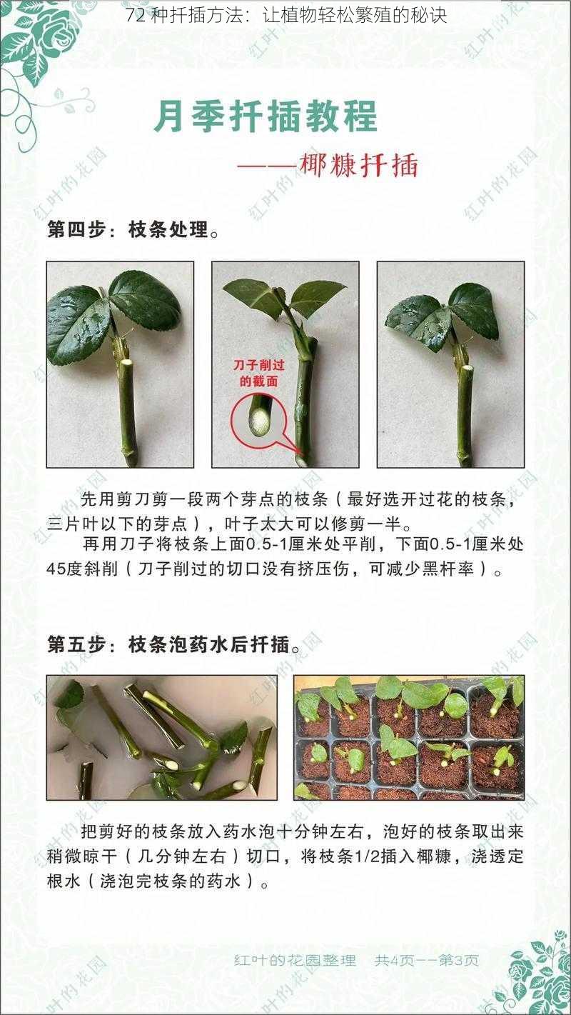 72 种扦插方法：让植物轻松繁殖的秘诀