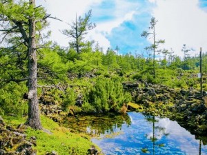 荒原林海美景一览：探索自然之境的壮丽截图预览