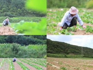 在线观看农民一区，无广告，无病毒，高清画质流畅观看