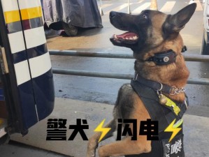 张警犬 9 分 10 秒头撞玻璃视频观看：防暴专用头套，坚固耐用舒适