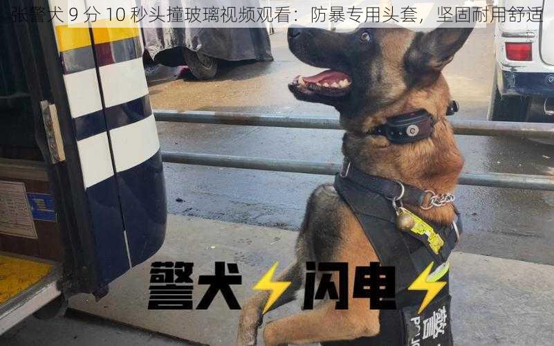 张警犬 9 分 10 秒头撞玻璃视频观看：防暴专用头套，坚固耐用舒适