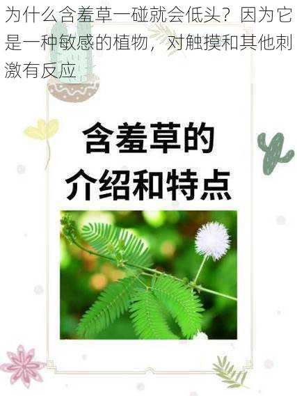 为什么含羞草一碰就会低头？因为它是一种敏感的植物，对触摸和其他刺激有反应