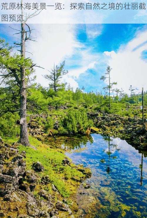 荒原林海美景一览：探索自然之境的壮丽截图预览